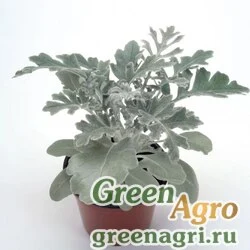 Семена Цинерария приморская (Senecio cineraria) "Silverdust" raw 10000 шт.