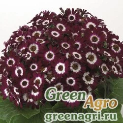 Семена Цинерария гибридная (Pericallis cruenta) "Venezia F1" (bordeaux) raw Произв. 1000 шт.