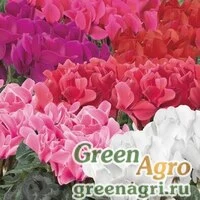Семена Цикламен персидский (Cyclamen persicum) 