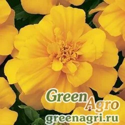 Семена Бархатцы отклоненные (Tagetes patula) "Durango" (gold) detailed 1000 шт.
