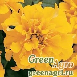 Семена Бархатцы отклоненные (Tagetes patula) "Bonanza" (gold) detailed 1000 шт.