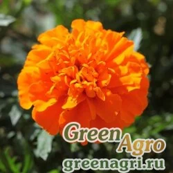 Семена Бархатцы отклоненные (Tagetes patula) "Cresta" (deep orange) detailed 1000 шт.