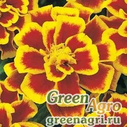 Семена Бархатцы отклоненные (Tagetes patula) "Durango" (bee) detailed 1000 шт.