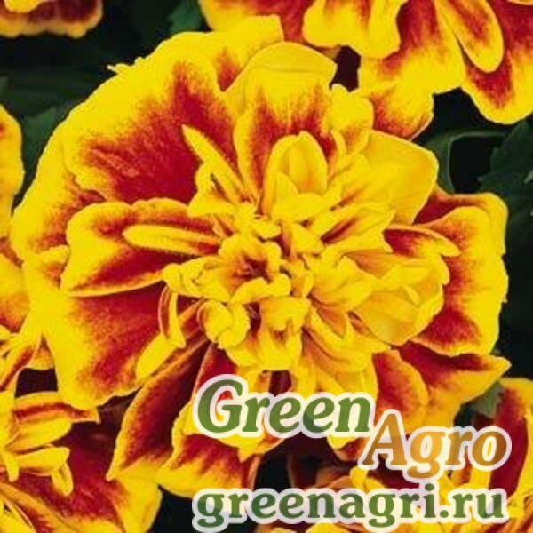 Бархатцы Бонанза би