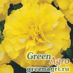 Семена Бархатцы отклоненные (Tagetes patula) "Bonanza" (yellow) coated 1000 шт.