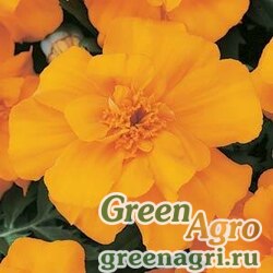 Семена Бархатцы отклоненные (Tagetes patula) "Durango" (orange) coated 1000 шт.