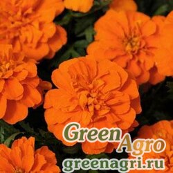 Семена Бархатцы отклоненные (Tagetes patula) "Bonanza" (deep orange) coated 1000 шт.