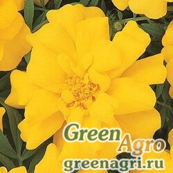 Семена Бархатцы отклоненные (Tagetes patula) "Durango" (yellow) coated 1000 шт.
