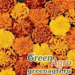 Семена Бархатцы отклоненные (Tagetes patula) "Bonanza" (mix) coated 1000 шт.