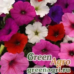 Семена Петуния ампельная гибридная (Petunia x hybrida) "Samba F1" (formula mixture) pelleted 1000 шт.