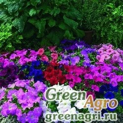 Семена Петуния ампельная гибридная (Petunia x hybrida) "Ramblin F1" (mix) pelleted 100 шт.