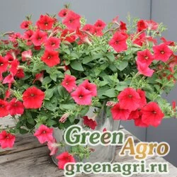 Семена Петуния ампельная гибридная (Petunia x hybrida) "Shock Wave F1" (red) Pelleted 100 шт.