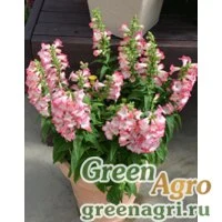 Семена Пенстемон Хартвига (Penstemon hartwegii) "Arabesque F1" (pink) raw 1000 шт.
