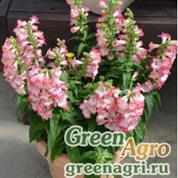 Семена Пенстемон Хартвига (Penstemon hartwegii) "Arabesque F1" (pink) raw 1000 шт.