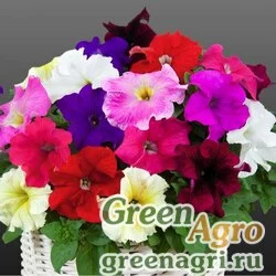 Семена Петуния ампельная гибридная (Petunia x hybrida) "Capri F1" (mixed) pelleted 1000 шт.