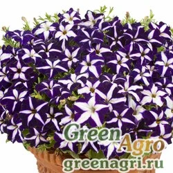 Семена Петуния ампельная гибридная (Petunia x hybrida) "Gioconda F1" (blue & white) pelleted 1000 шт.