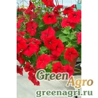 Семена Петуния ампельная гибридная (Petunia x hybrida) "Samba F1" (red) pelleted 1000 шт.