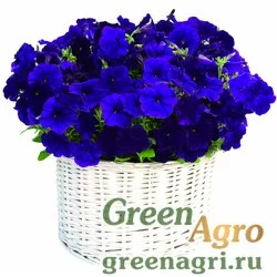Семена Петуния ампельная гибридная (Petunia x hybrida) "Gioconda F1" (blue) pelleted 1000 шт.