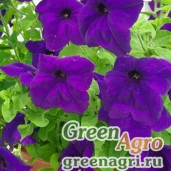 Семена Петуния ампельная гибридная (Petunia x hybrida) "Samba F1" (blue) pelleted 1000 шт.