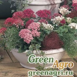 Пентас ланцетовидный (Pentas lanceolata) "New Look" (Mix) pelleted 250 шт.