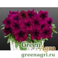 Семена Петуния ампельная гибридная (Petunia x hybrida) "Capri F1" (burgundy) pelleted 1000 шт.