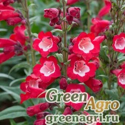 Семена Пенстемон Хартвига (Penstemon hartwegii) "Arabesque F1" (red) raw 1000 шт.