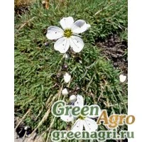 Семена Песчанка чукотская (Arenaria tschukschorum) 2 гр.