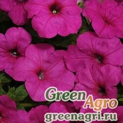 Семена Петуния ампельная гибридная (Petunia x hybrida) "Easy Wave F1" (neon rose) pelleted 100 шт.