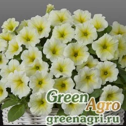 Семена Петуния ампельная гибридная (Petunia x hybrida) "Gioconda F1" (lime yellow) raw 1000 шт.