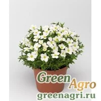 Семена Песчанка горная (Arenaria montana) "Blizzard Compact" (white) raw 1000 шт.