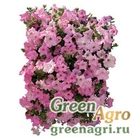 Семена Петуния ампельная гибридная (Petunia x hybrida) "Diamond F1" (light violet) pelleted 1000 шт.