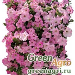 Семена Петуния ампельная гибридная (Petunia x hybrida) "Diamond F1" (light violet) pelleted 1000 шт.