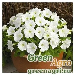Семена Петуния ампельная гибридная (Petunia x hybrida) "Picobella Cascade F1" (white) pelleted 100 шт.