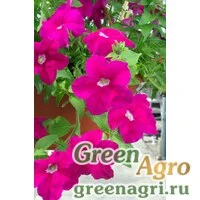 Семена Петуния ампельная гибридная (Petunia x hybrida) "Samba F1" (violet) pelleted 1000 шт.