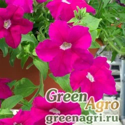Семена Петуния ампельная гибридная (Petunia x hybrida) "Samba F1" (violet) pelleted 1000 шт.