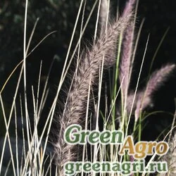 Семена Перистощетинник щетинистый (Pennisetum setaceum) (pink-purple) raw Произв. 1000 шт.