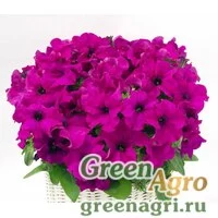 Семена Петуния ампельная гибридная (Petunia x hybrida) "Capri F1" (lilac) pelleted 1000 шт.