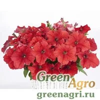 Семена Петуния ампельная гибридная (Petunia x hybrida) "Capri F1" (flamingo) pelleted 1000 шт.