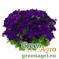 Семена Петуния ампельная гибридная (Petunia x hybrida) "Capri F1" (blue) pelleted 1000 шт.