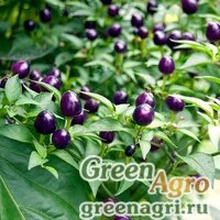 Семена Перец летний (Capsicum annuum) "Filius blue" 20 гр.