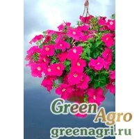 Семена Петуния ампельная гибридная (Petunia x hybrida) "Samba F1" (pink) pelleted 1000 шт.