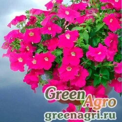 Семена Петуния ампельная гибридная (Petunia x hybrida) "Samba F1" (pink) pelleted 1000 шт.