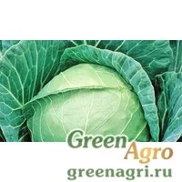 Семена Адаптор F1 2,5 тыс. семян, Syngenta