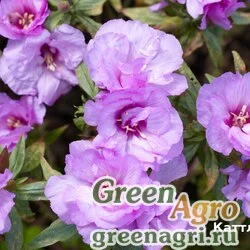 Семена Годеция крупноцветковая Катлея  (упак-50 гр.)