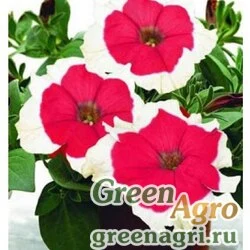 Семена Петуния крупноцветковая (Petunia grandiflora) "Frost F1" (fire) pelleted 100 шт.