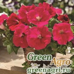 Семена Петуния ампельная гибридная (Petunia x hybrida) "Ramblin F1" (red) pelleted 100 шт.