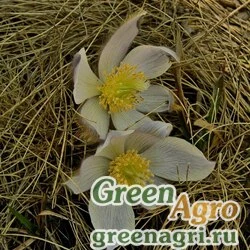 Семена Прострел весенний (Pulsatilla vernalis) 1 гр.