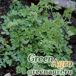Семена Василистник прекраснейший (Thalictrum speciosissimum) 1,5 г