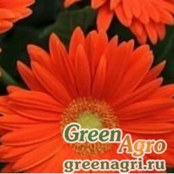 Семена Гербера Джеймсона (Gerbera jamesonii) "Bengal F1" (red with eye) coated 100
