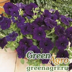 Семена Петуния ампельная гибридная (Petunia x hybrida) "Ramblin F1" (nu blue) pelleted 100 шт.